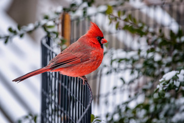 Male Northern Cardinal in the Park
