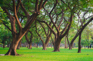 Fototapeta na wymiar trees in the park with green grass and sunlight, fresh green nature background at out door in city for relax area good breath healthy. green environment garden ozone oxygen save world.