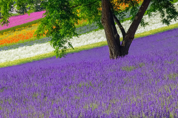 北海道の花畑　ラベンダー