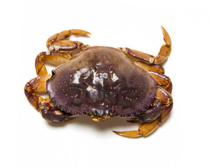 crab isolated on white background