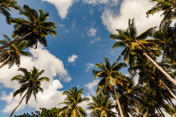 Fototapeta premium Palm trees against blue sky, Palm trees at tropical coast