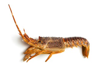 lobster isolated on white background
