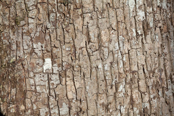 Embossed texture of the bark of tree