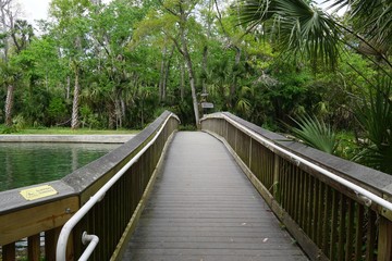 Path through the woods in nature at Wekiwa State Park .
