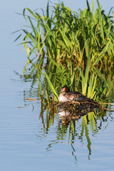 Great crested grebe nesting