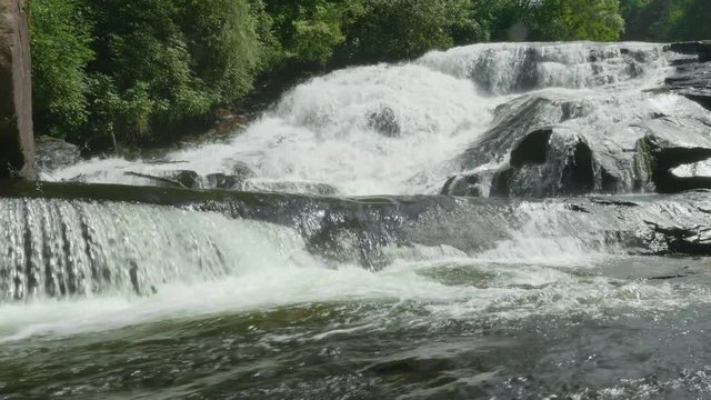 198 North Carolina D.forest