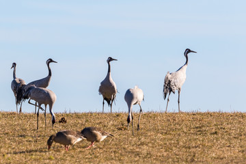 Obraz premium Żurawie na polu trawy