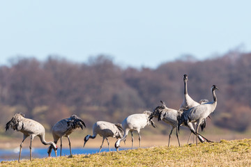 Fototapeta premium Flock of Cranes on the field