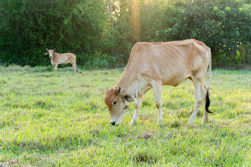 Obraz na płótnie Canvas Brown Cow grazing grass on a green meadow in farm with sunrise.