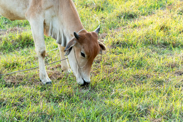 Cow grazing grass on a green meadow in farm.