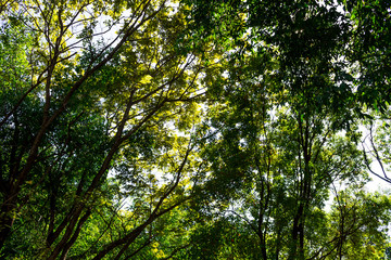 Background of nature
