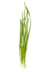 Chinese chives isolated on white background