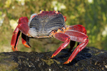 rote_Klippenkrabbe