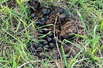 Dry Cow dung  drop on grass field.