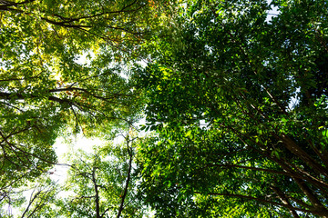 Background of nature