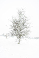 Fototapeta na wymiar Lone ice covered tree in the snow