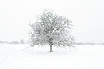 Lone ice covered tree in the snow
