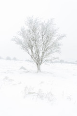 Fototapeta na wymiar Lone ice covered tree in the snow