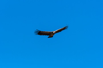 A white backed vulture circling around a carcass on the ground in the plains of Masai Mara National Reserve during a wildlife safari