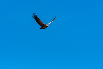 A white backed vulture circling around a carcass on the ground in the plains of Masai Mara National Reserve during a wildlife safari