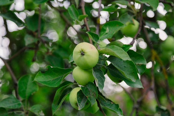 Green apples on a branch ready to be harvested, outdoors, selective focus.