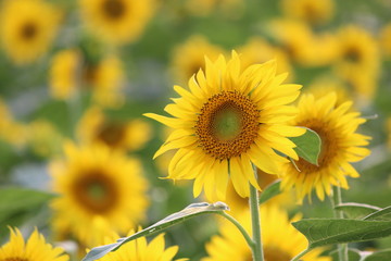 真夏のひまわり