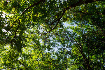 Background of nature
