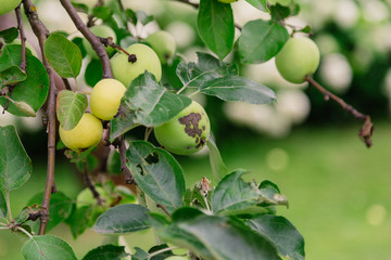 Green apples on a branch ready to be harvested, outdoors, selective focus.