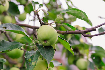 Green apples on a branch ready to be harvested, outdoors, selective focus.