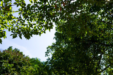 Background of nature