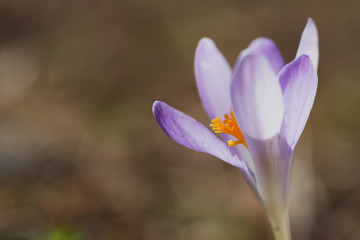 Springtime, close up of saffron flowers on natural backgroung