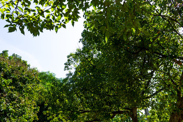 Background of nature
