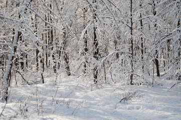 Fototapeta premium Winter landscape with a park