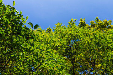 Background of nature