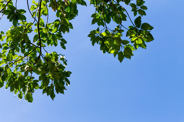Background of nature