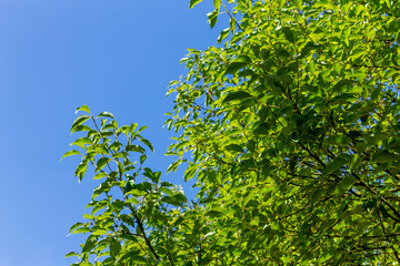 Background of nature
