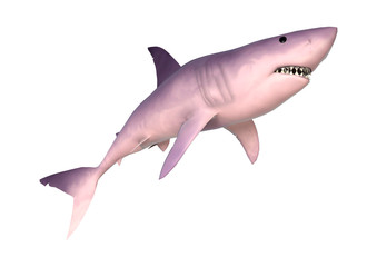 3D Rendering Shark on White