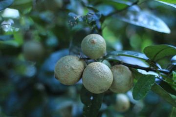 lemon tree