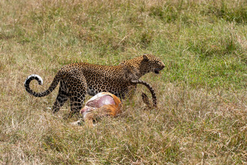 A female leopard dragging an impala carcass through the grasslands of Masai Mara National Reserve during a wildlife safari