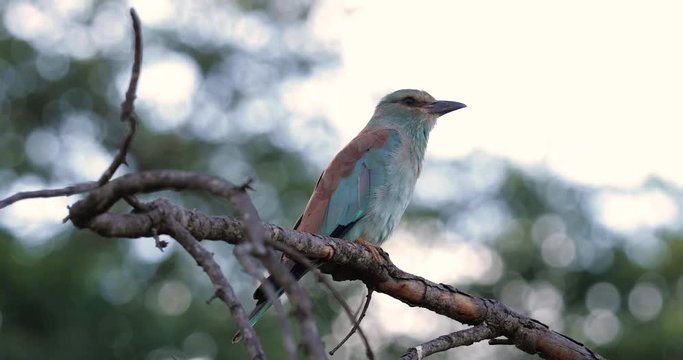 bird "racket-tailed roller" on a branch, kruger park, south africa