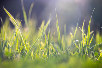 Green macro grass background