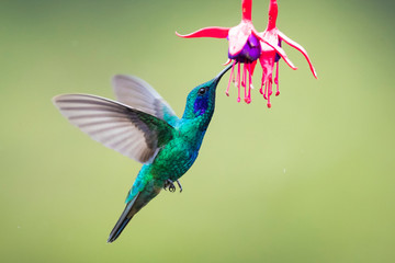 Hummingbirds - flying diamonds