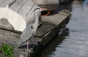 heron on the boat