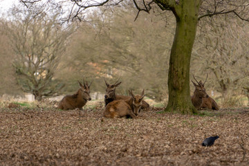 deer in the forest