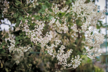 Лиана цветущая