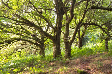 Fototapeta na wymiar Trees in an english woodland.