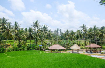Rice fields in Bali, Indonesia