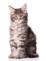 Maine Coon kitten 2 months old. Cat isolated on white background. Portrait of beautiful domestic black tabby kitty.