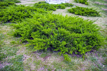 Куст зелёный