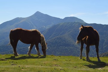 Les chevaux de la montagne.